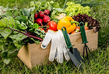 Read more about the article Supercharge Your Immune System With Fresh Vegetables